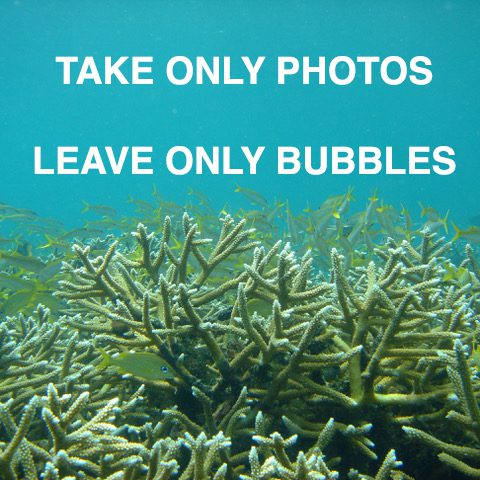 coral-photos-bubbles