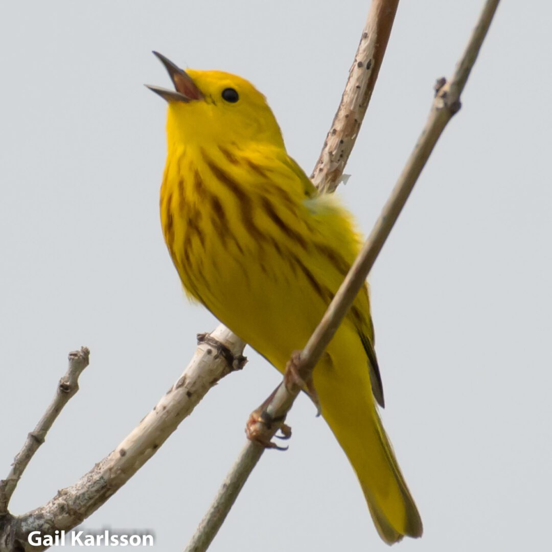 yellow-warbler-2-gail-karlsson-4171-1