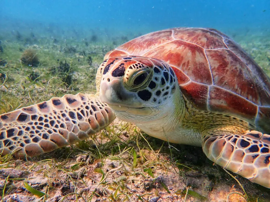 A sea turtle on the seafloor