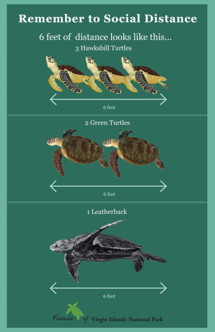 All the turtles poster Edited