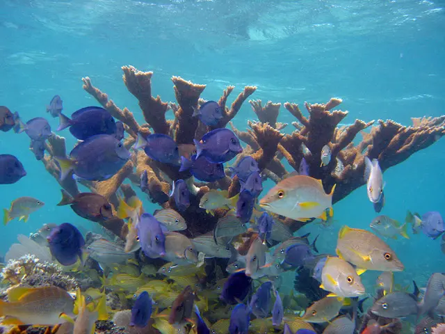 Coral 050910 – Carolyn Rogers Coral and fish