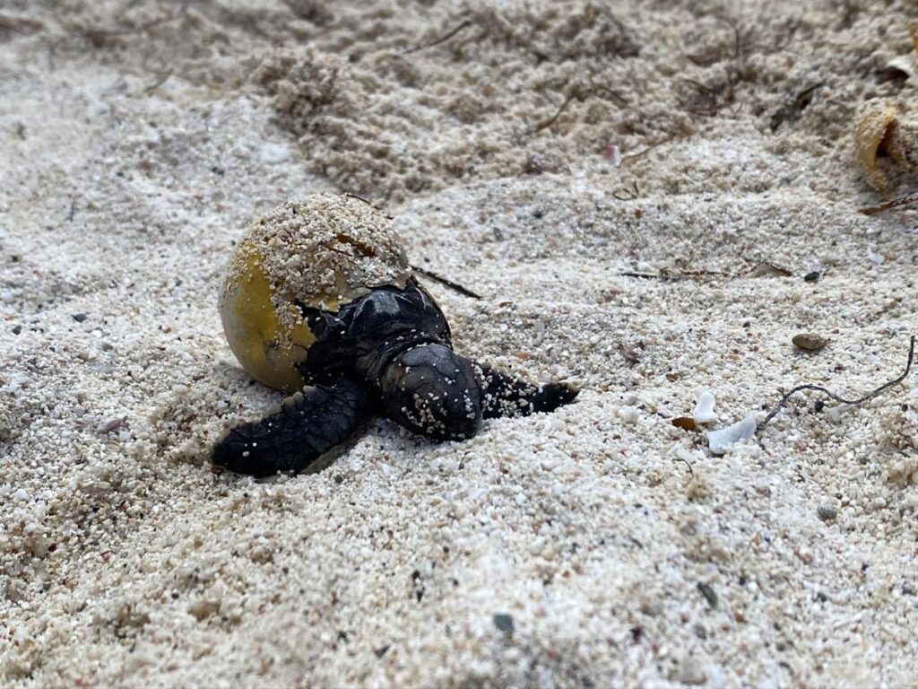 turtle hatchling