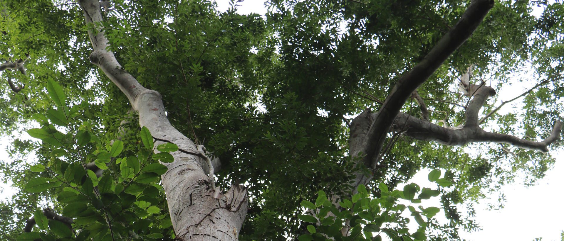 plants in vi