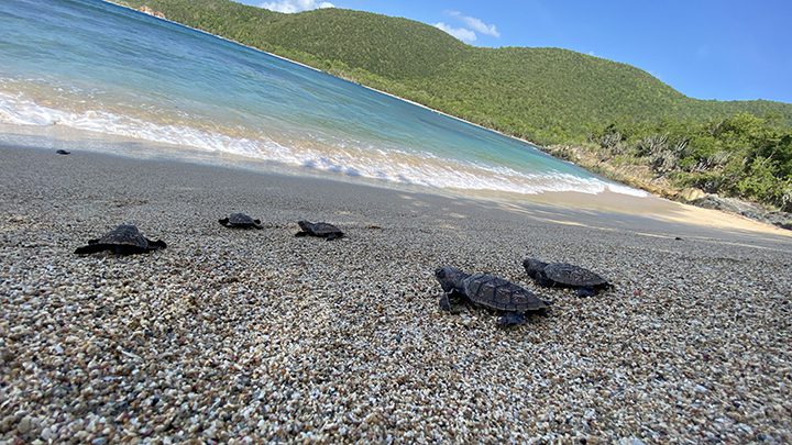 hatchlings IMG-8459 crop