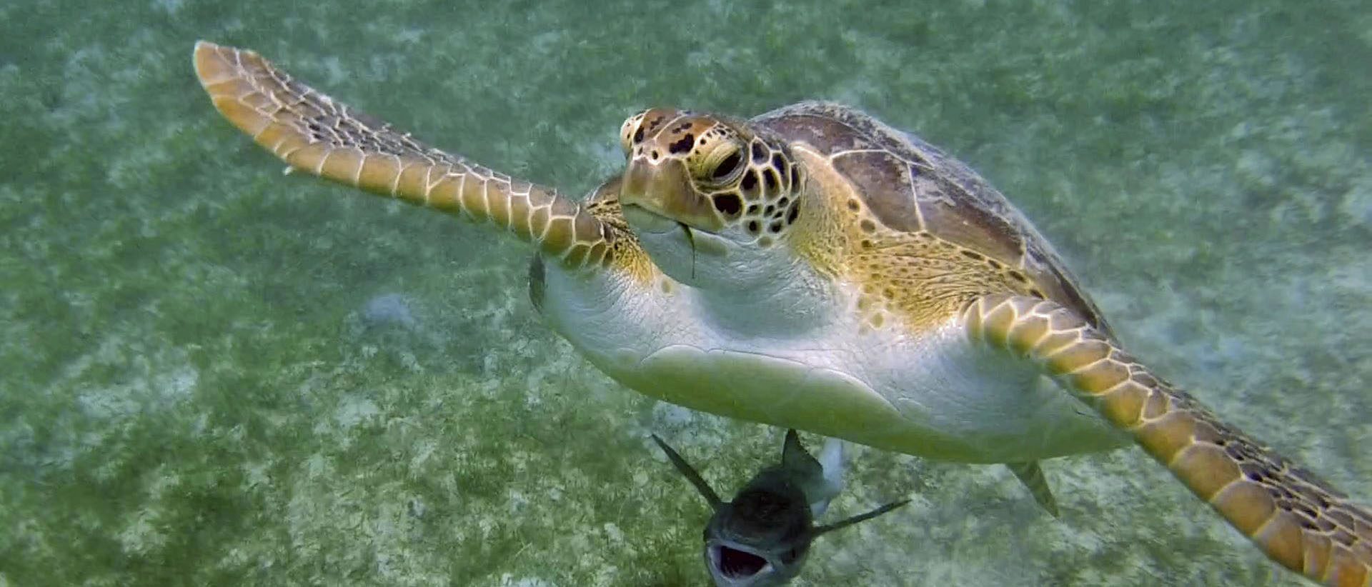 turtle