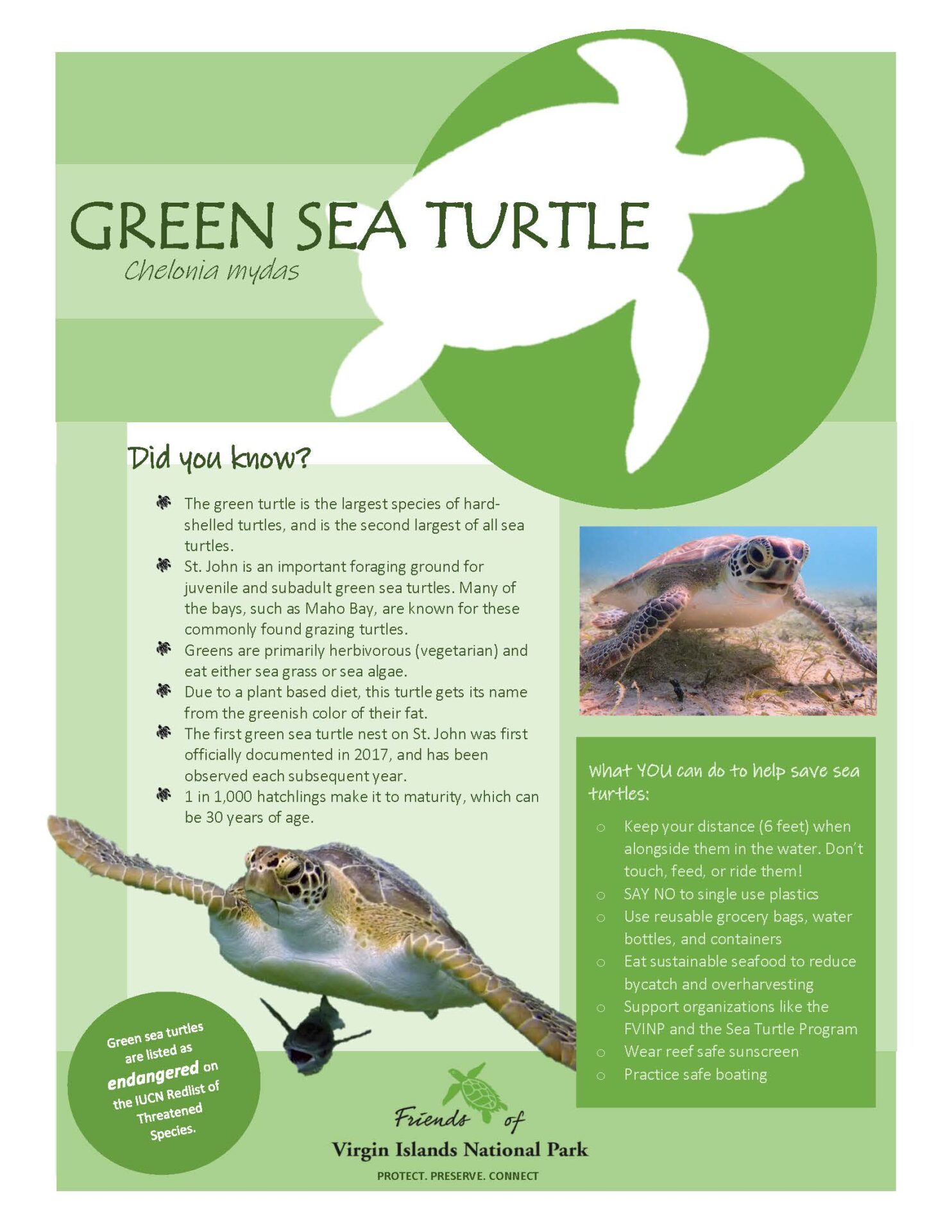 Green Sea Turtle Species Card