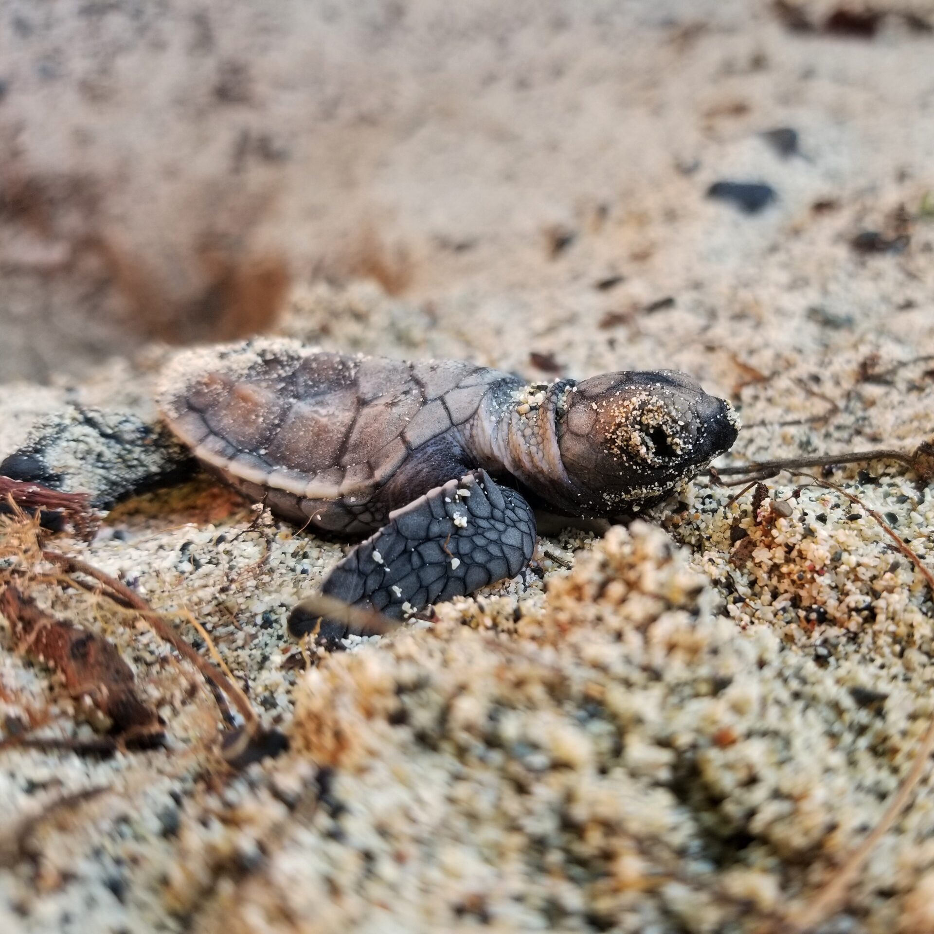 Hawksbill Sea Turtle Hatchling