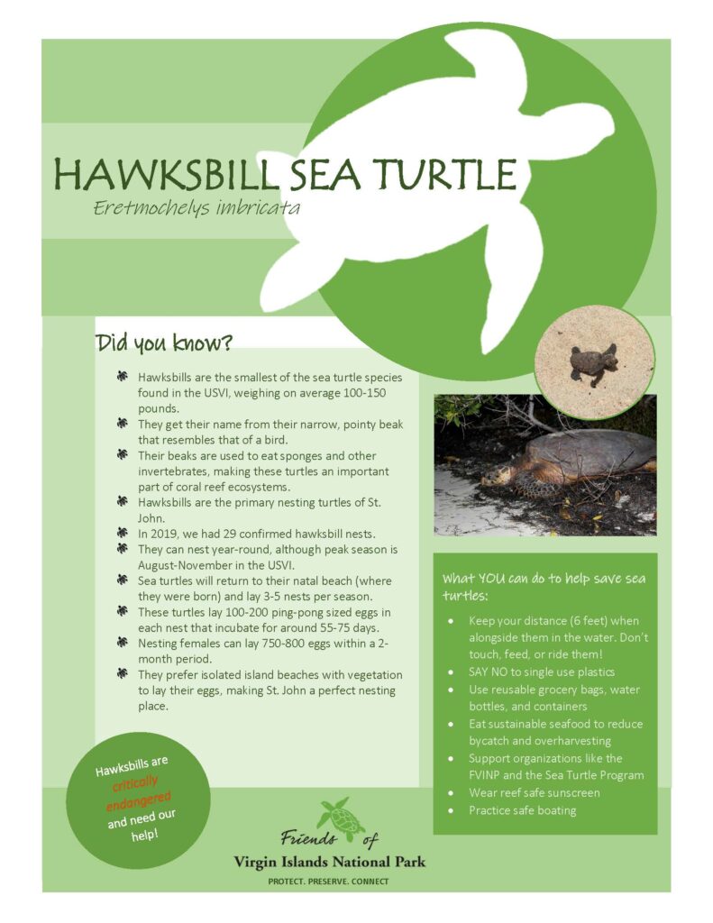Hawksbill sea turtle informational poster with photos