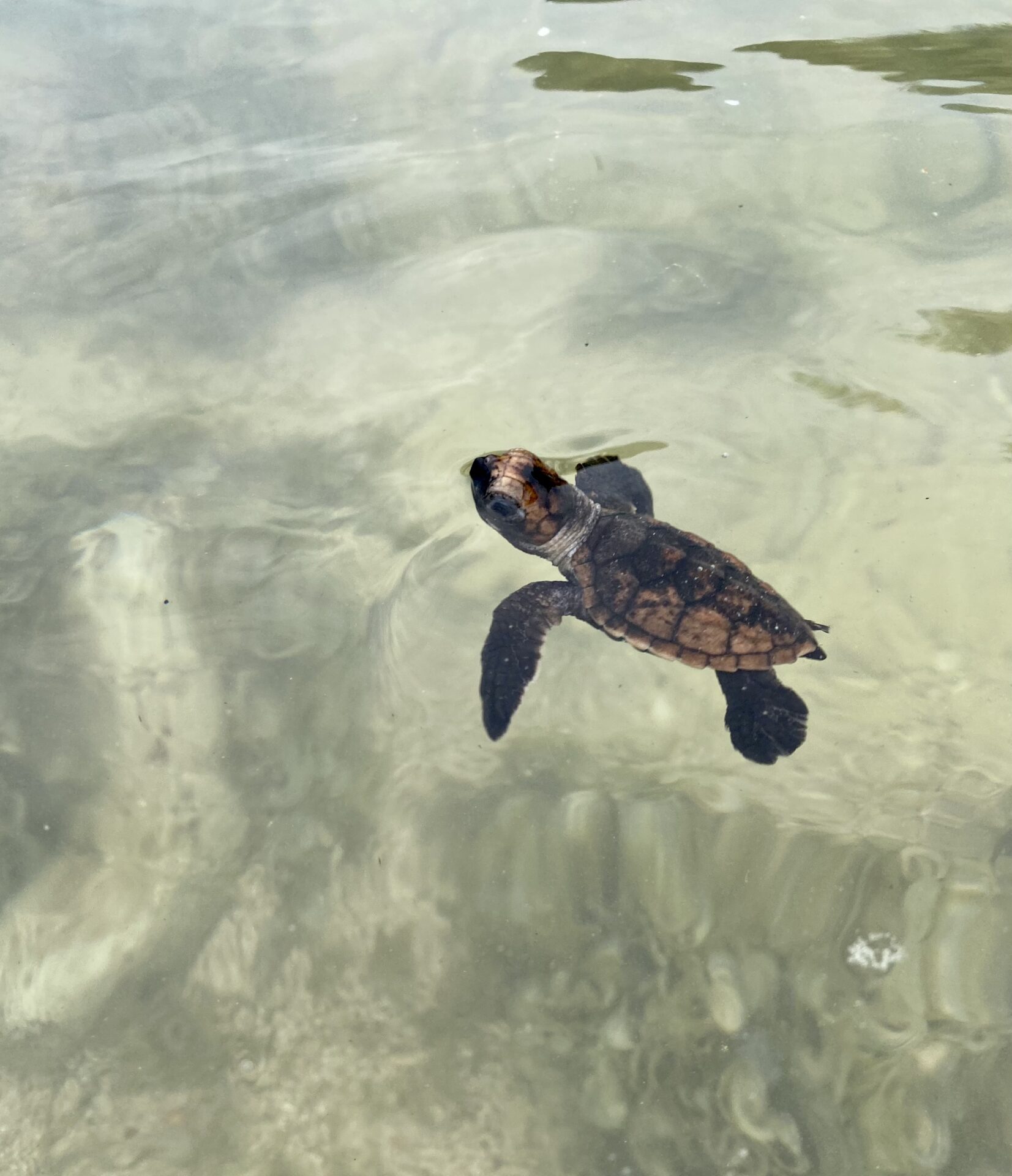 Hawksbill Sea Turtle Hatchling