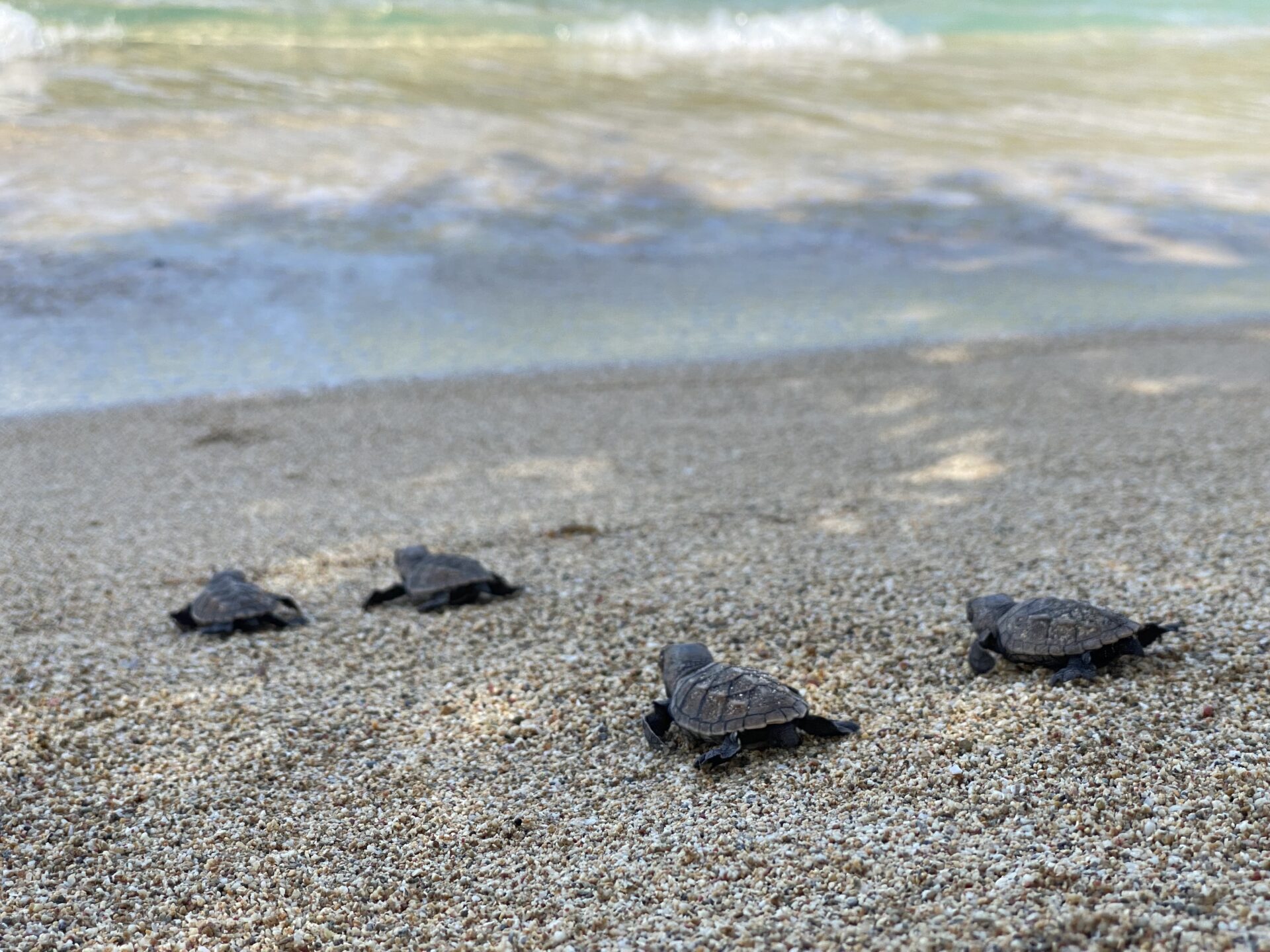 Hawksbill Sea Turtle Hatchlings