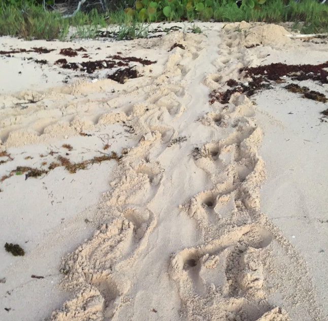 Sea Turtle Crawl Tracks