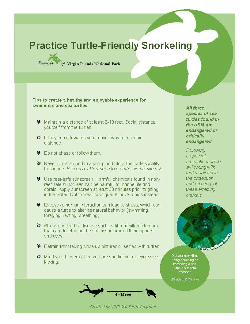 Practice-Sea-Turtle-Friendly-Snorkeling.docx-2-2