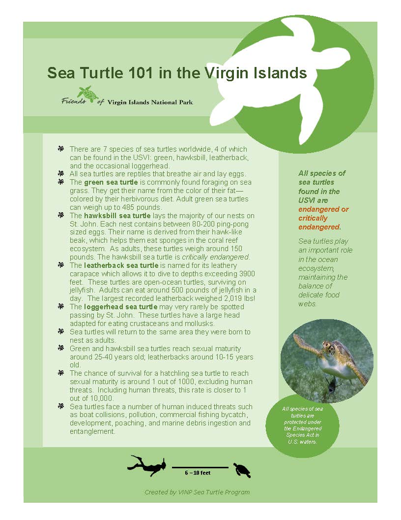 Sea Turtle 101 in the USVI