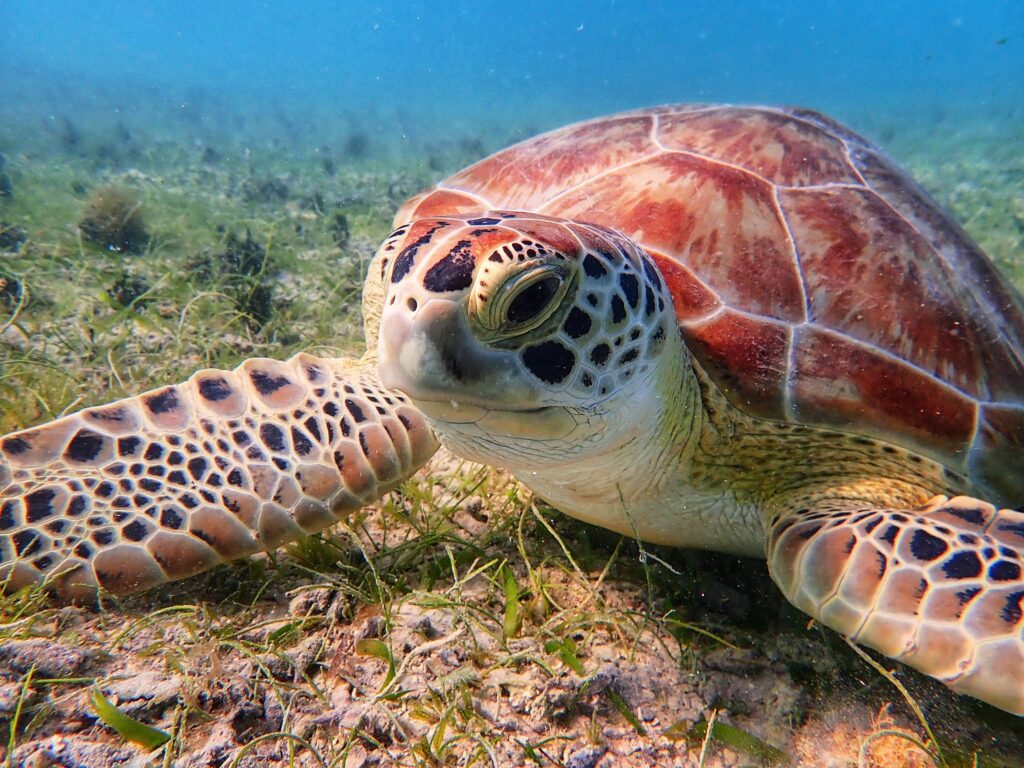 Green Sea Turtle