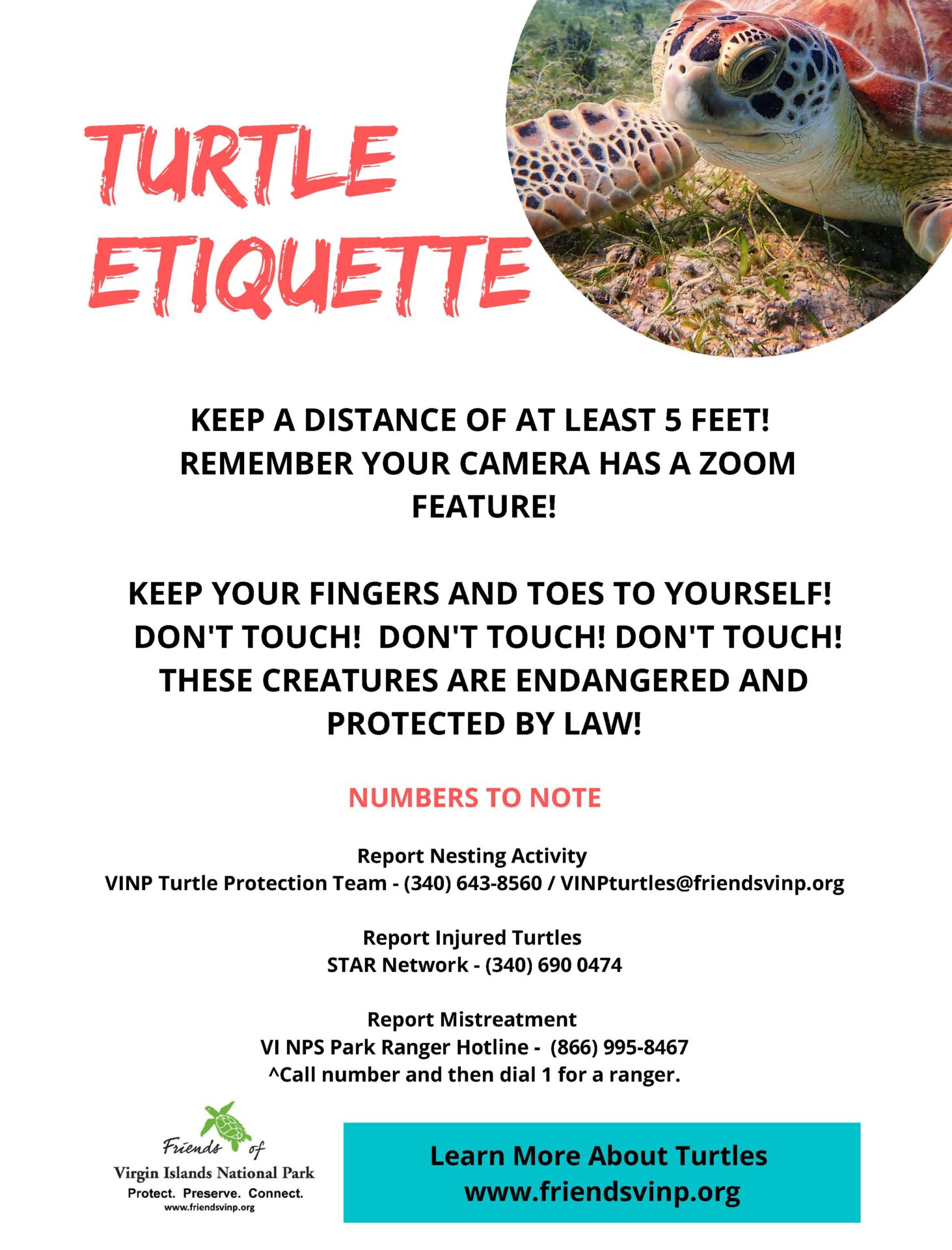 turtle etiquette