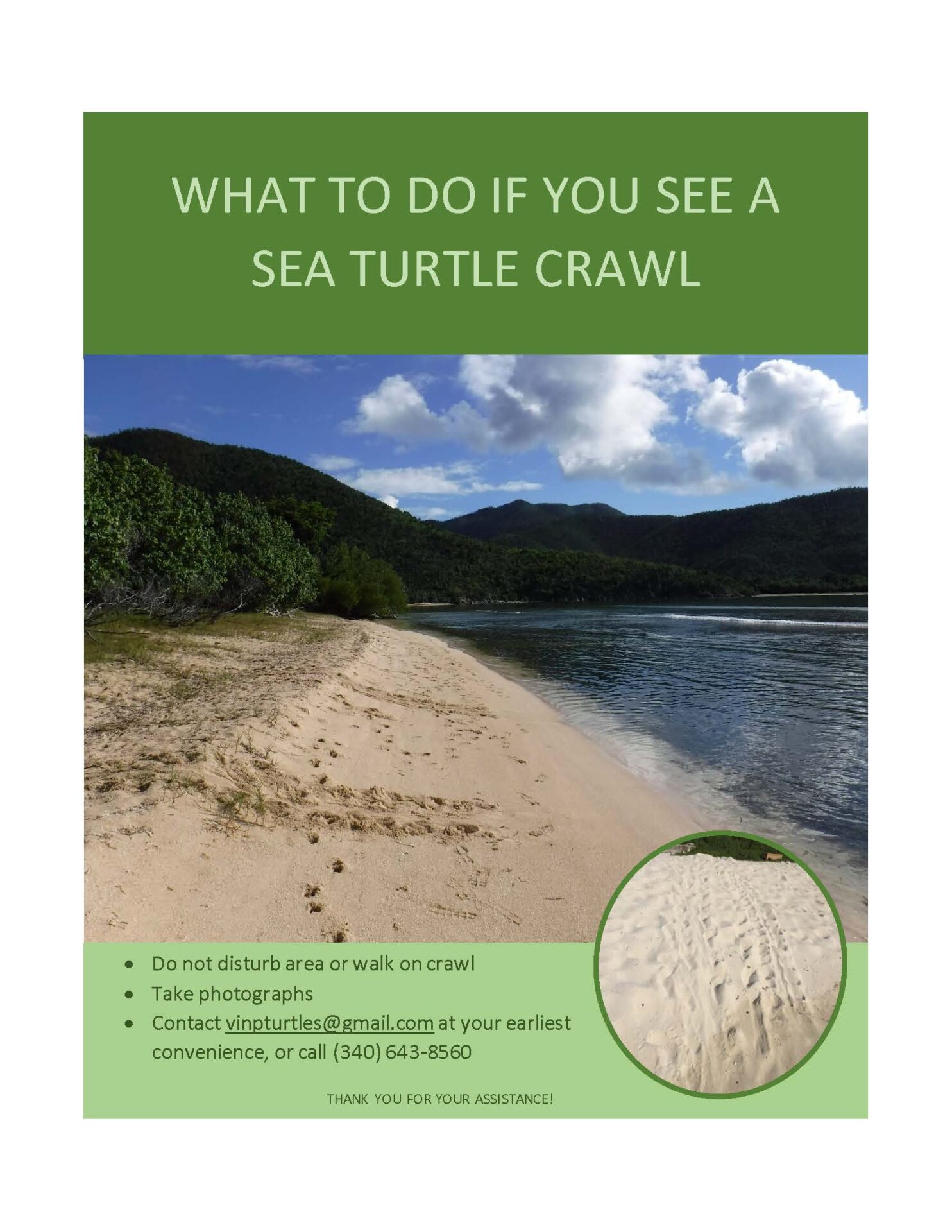 what to do if you see a turtle crawl