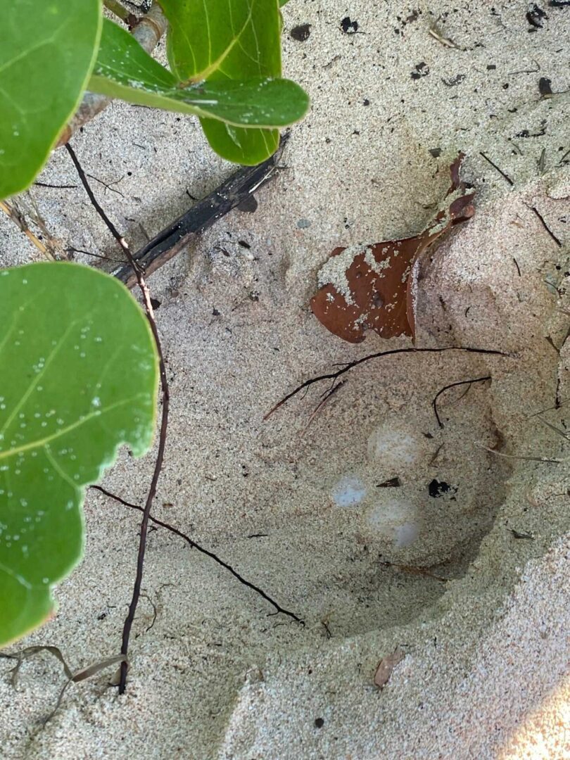 Finding-the-Eggs-1-scaled (1)