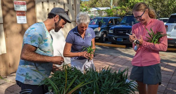 Plant Giveaway 2022 VI Daily News