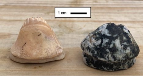 Trigonoliticos made from conch shell (left) and diorite stone (right) that were found at the Cinnamon Bay Cottages archaeology site. Carved lines are on the tip of the conch shell artifact