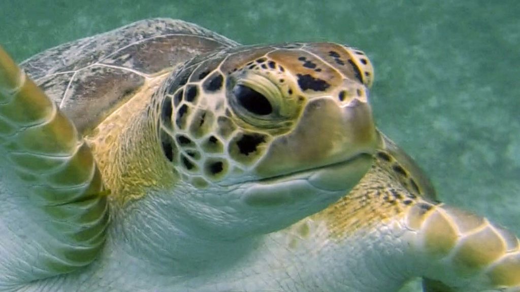 turtle Turtle