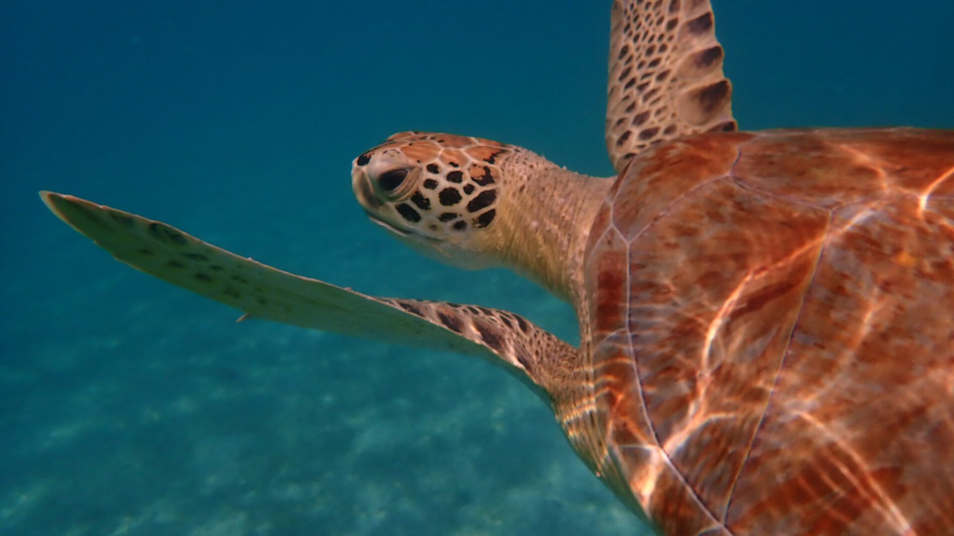 OLYMPUS DIGITAL CAMERA Green Turtle