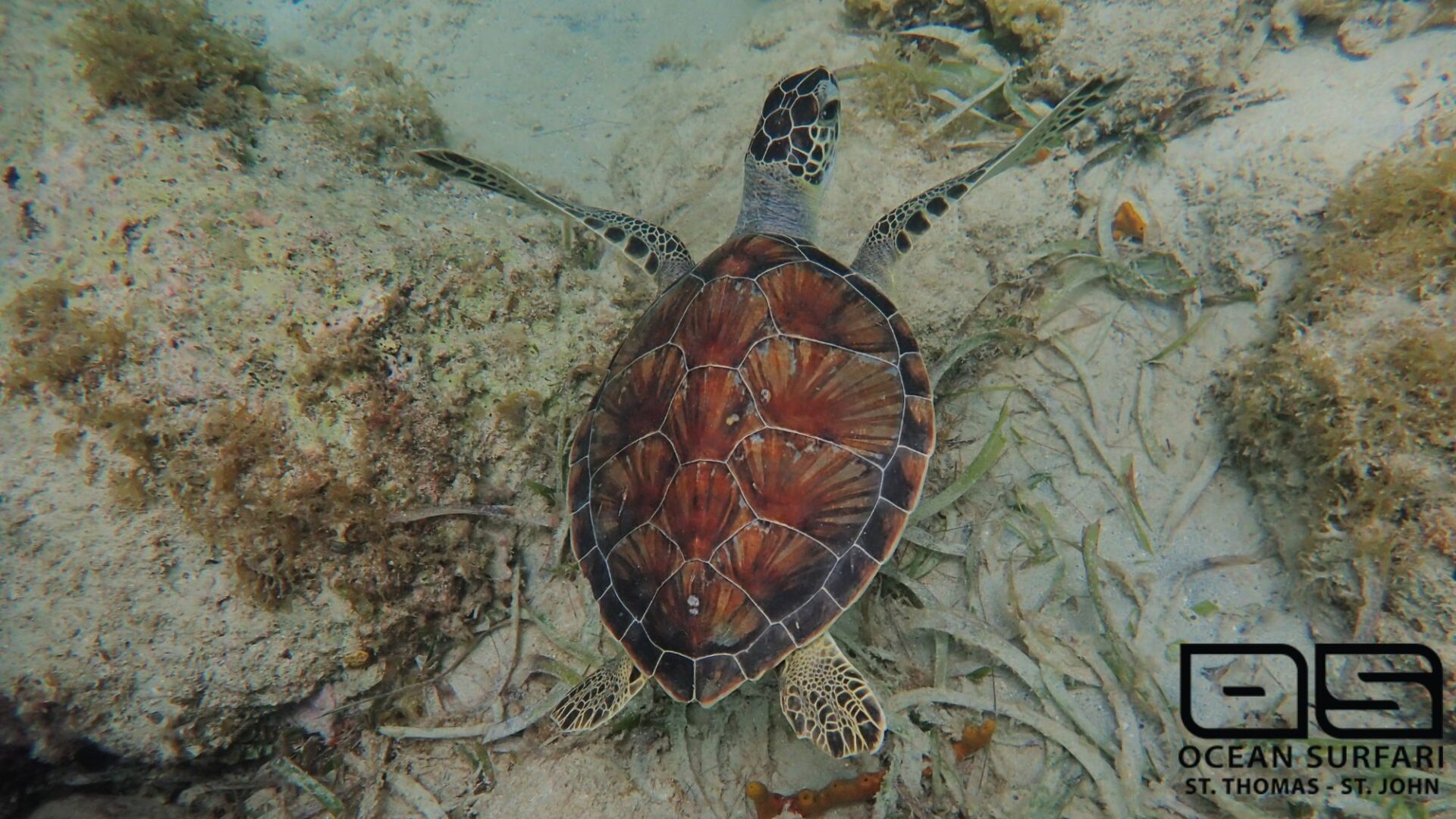 OS turtle Ocean Surfari