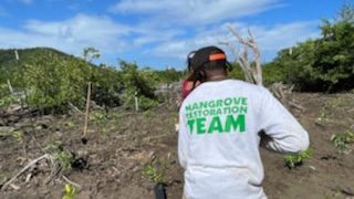 Mangrove Planting 2022