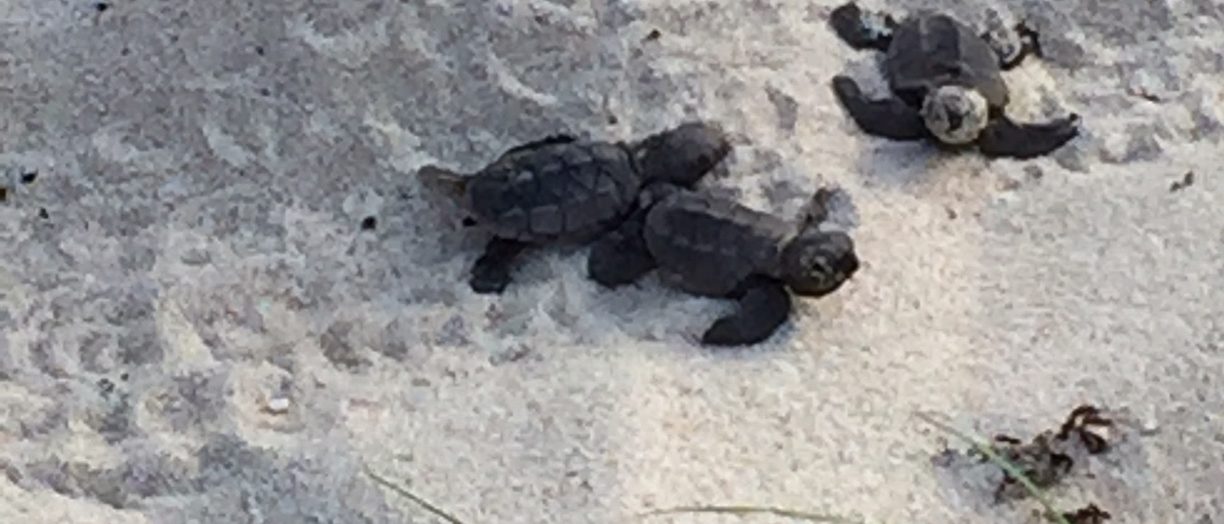 hatchling 16×9