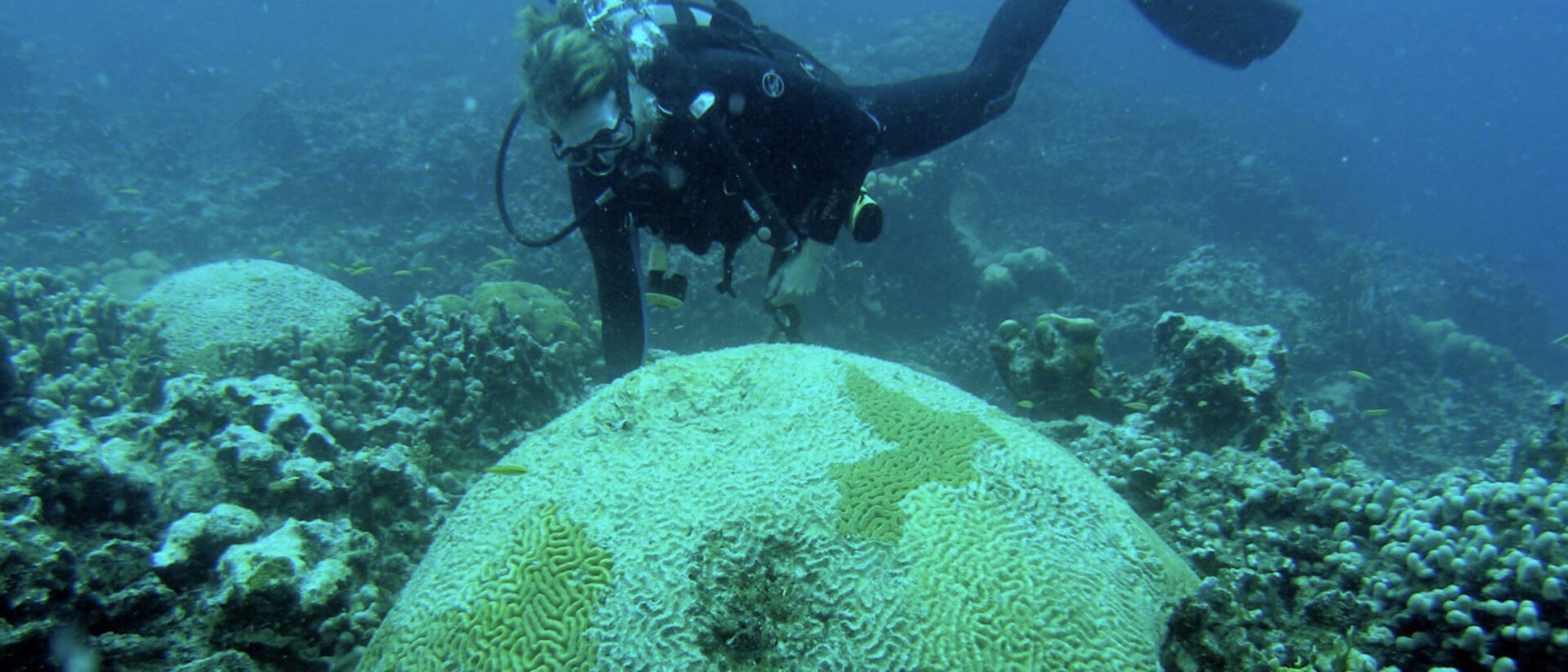 m brandt epscor coral