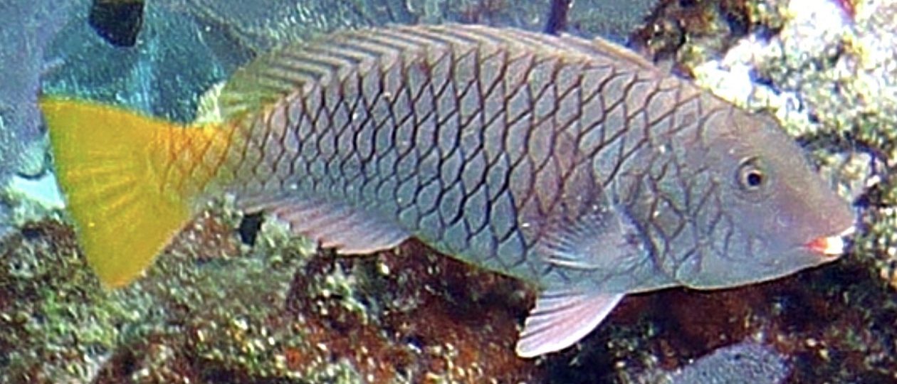 yellowtail parrotfish