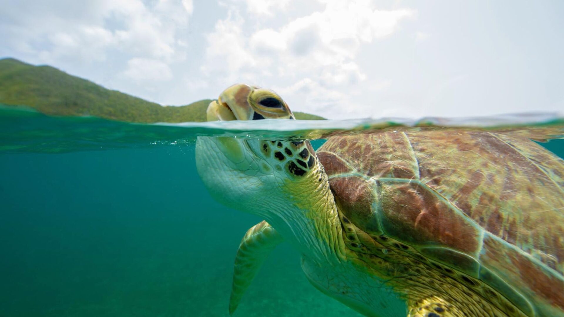 sea turtle