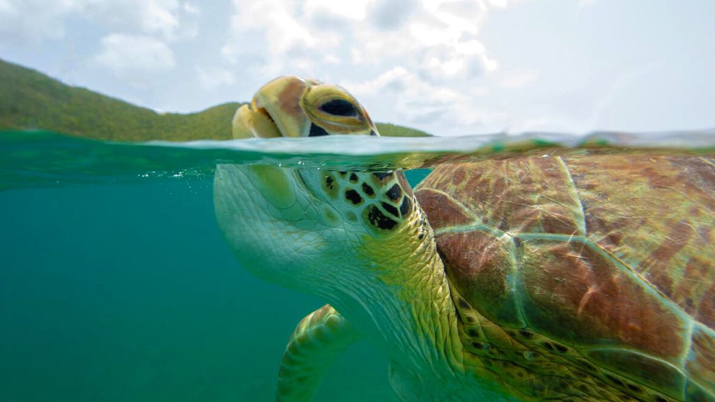 Green Turtle