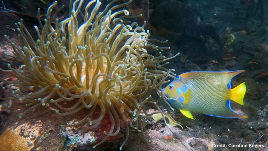 Fish and coral. Photo by Caroline Rogers