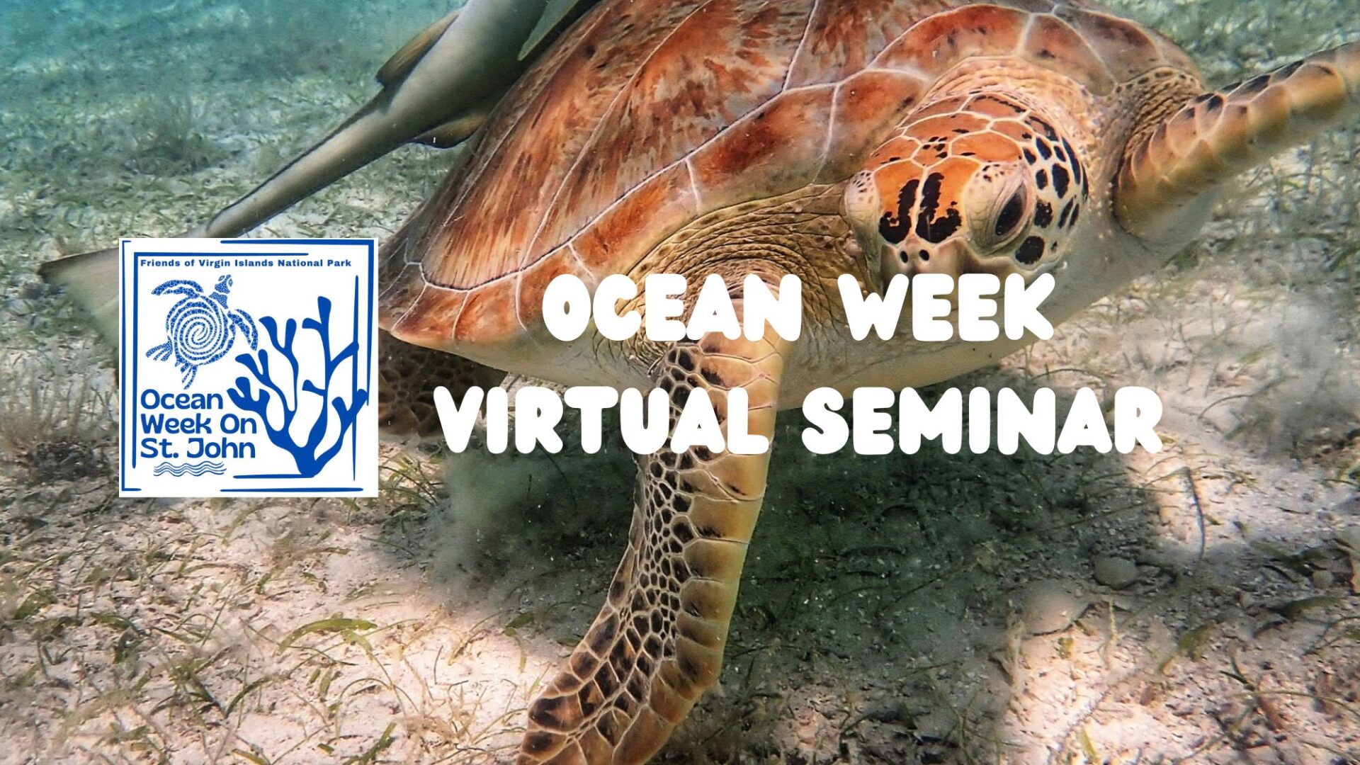 Sea Turtles 101 Ocean Week Virtual Seminar - sea turtles