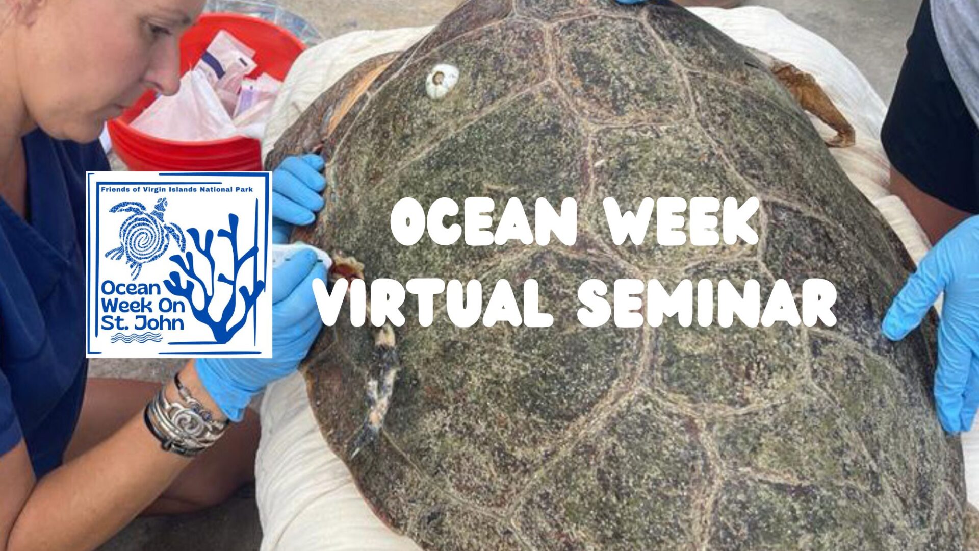 Wildlife Rehab Ocean Week Virtual Seminar - wildlife rehab