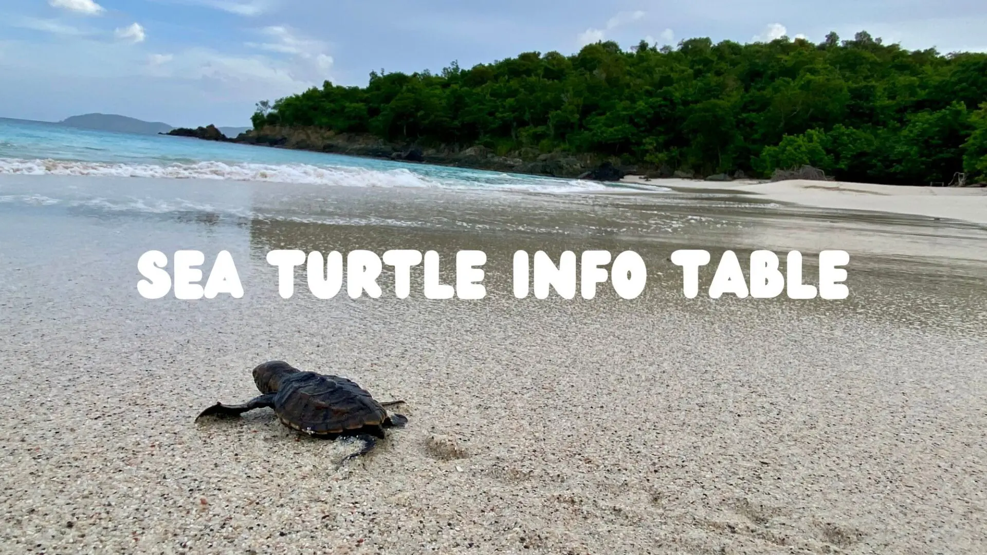 sea turtle info table