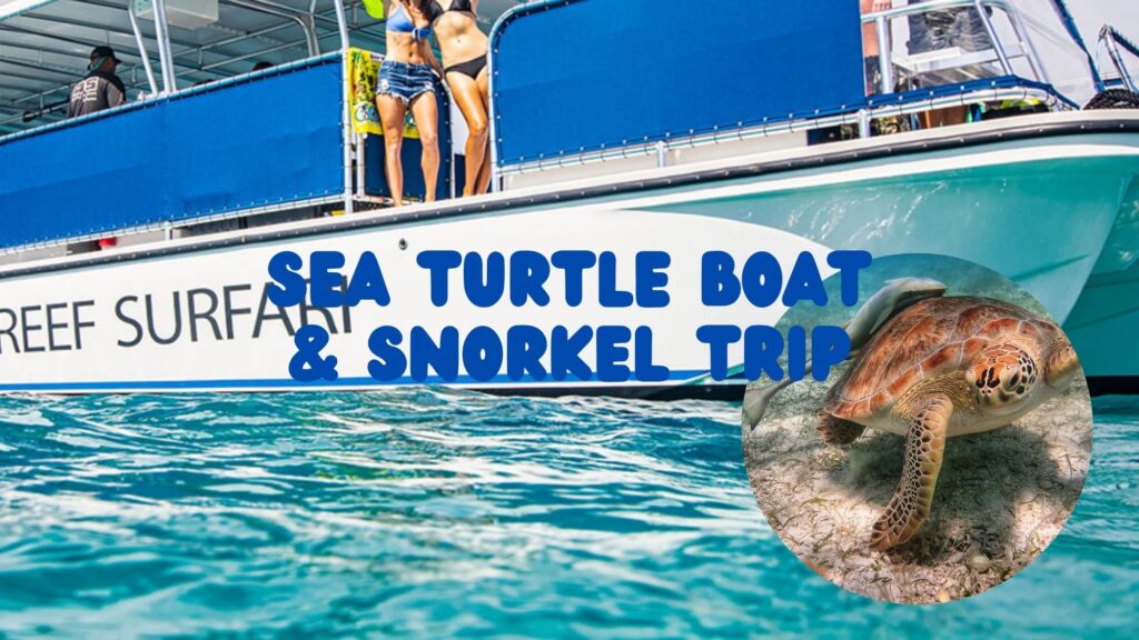 Sea turtle boat trip and snorkel