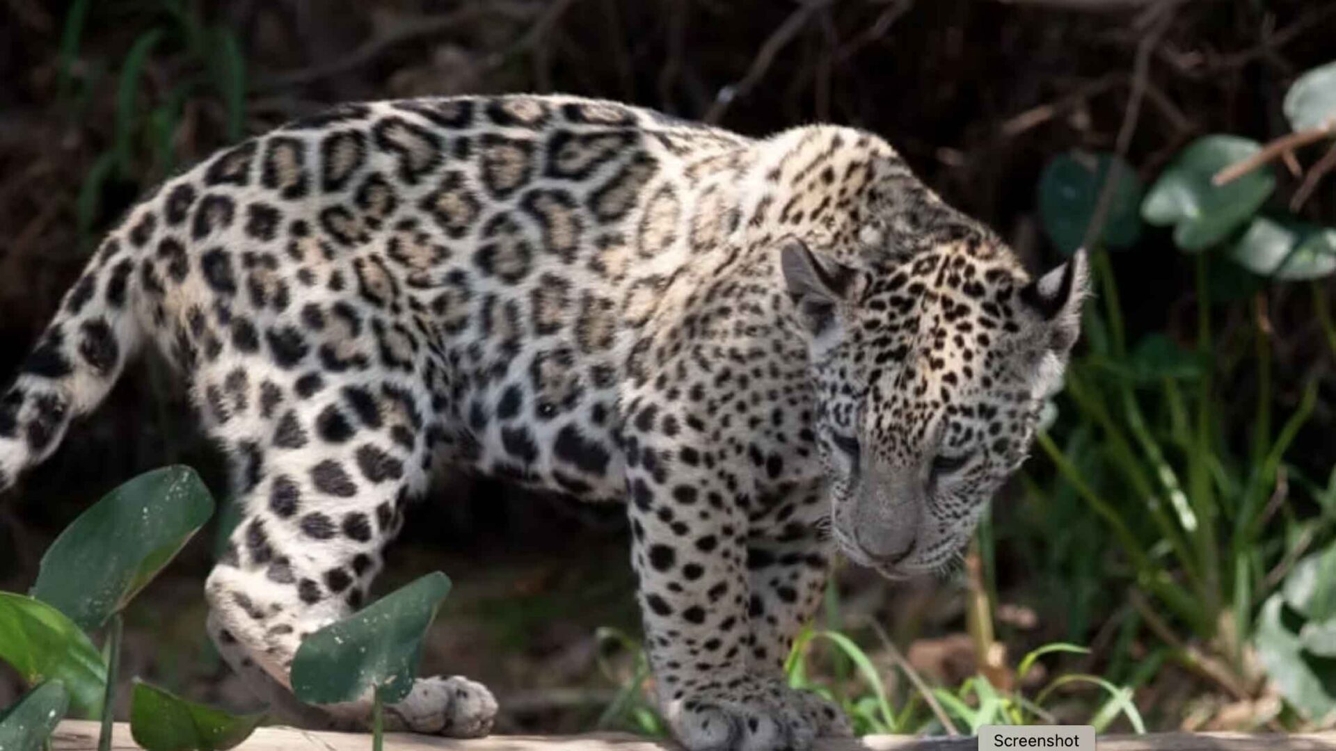 jaguar 16×9