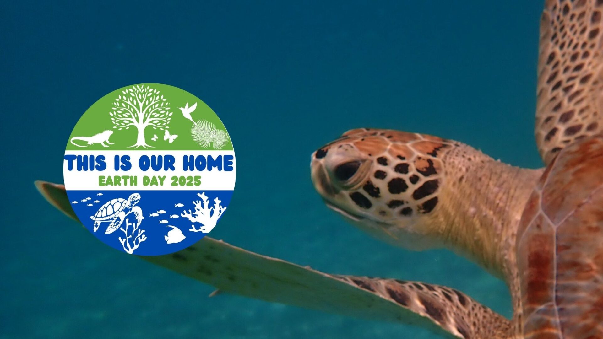 turtle seminar 16×9