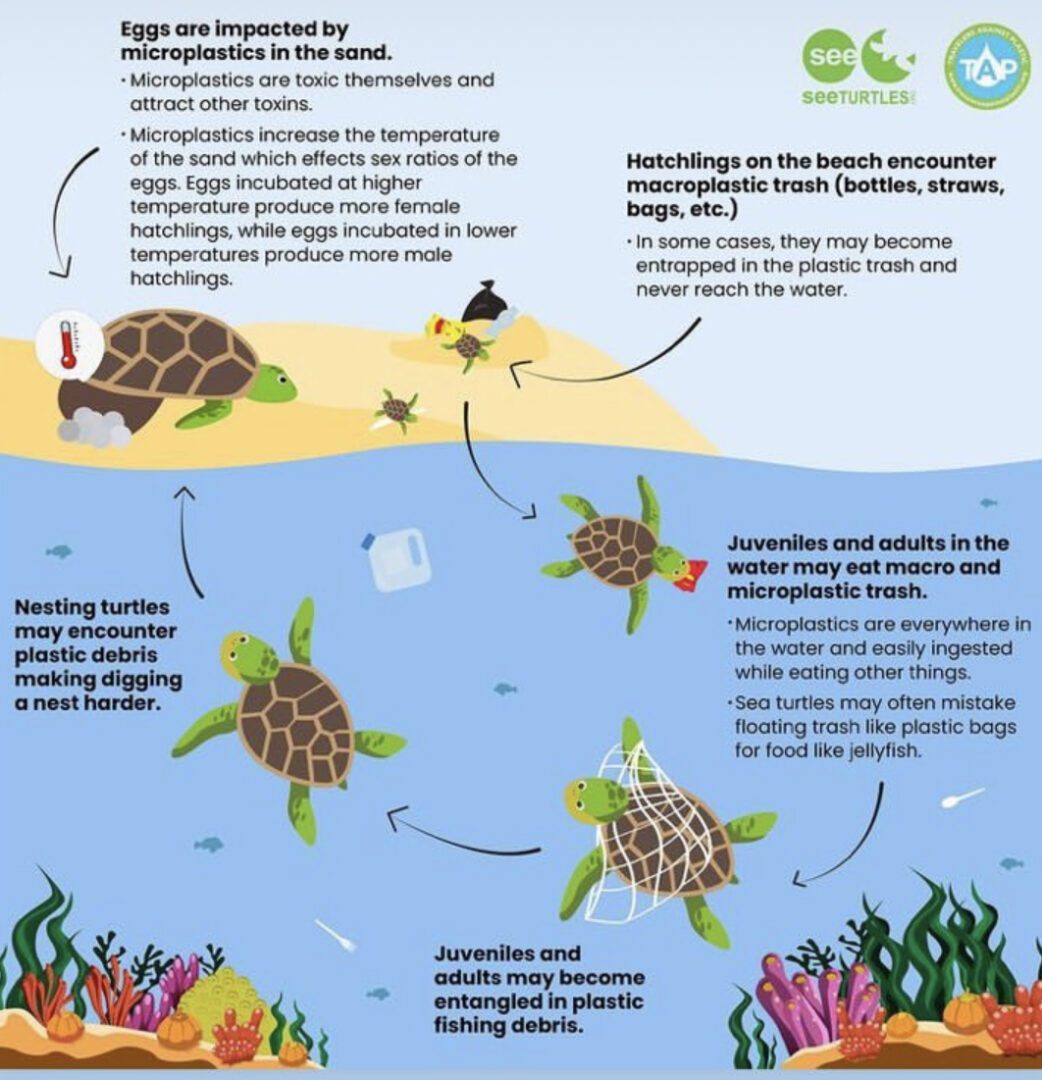 Impact Of Plastic on Sea Turtles