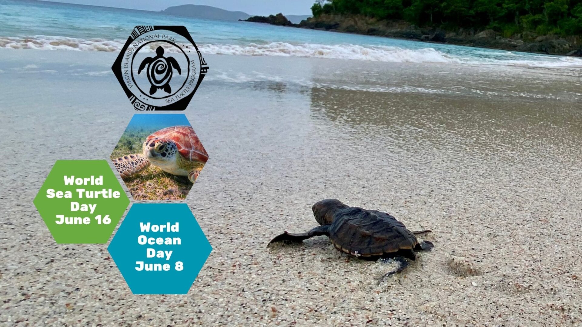 Sea Turtle Week 16×9