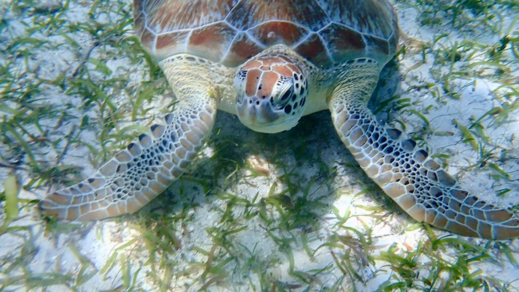 Green Turtle and grass 16x9