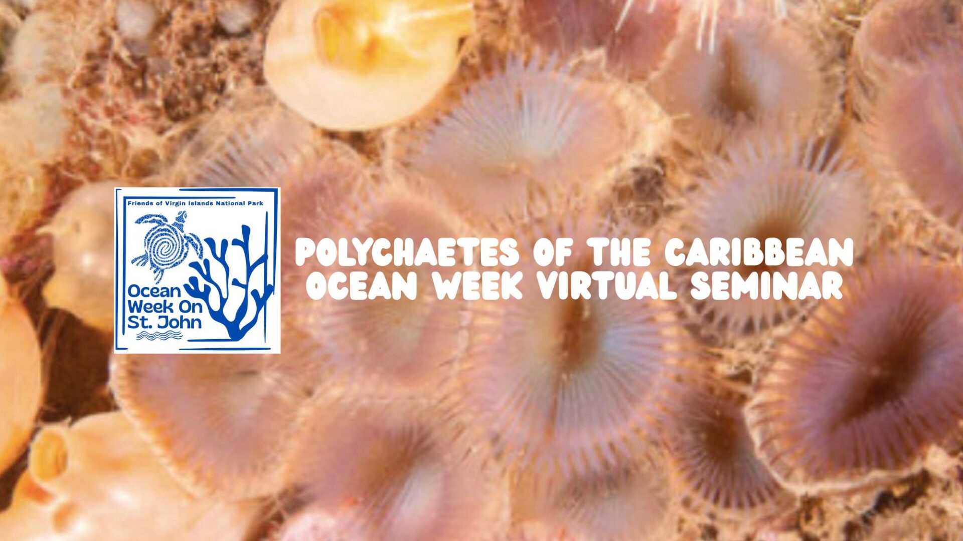 Marine worms seminar 16×9