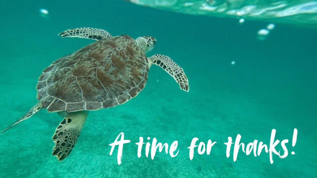 A time for thanks turtle
