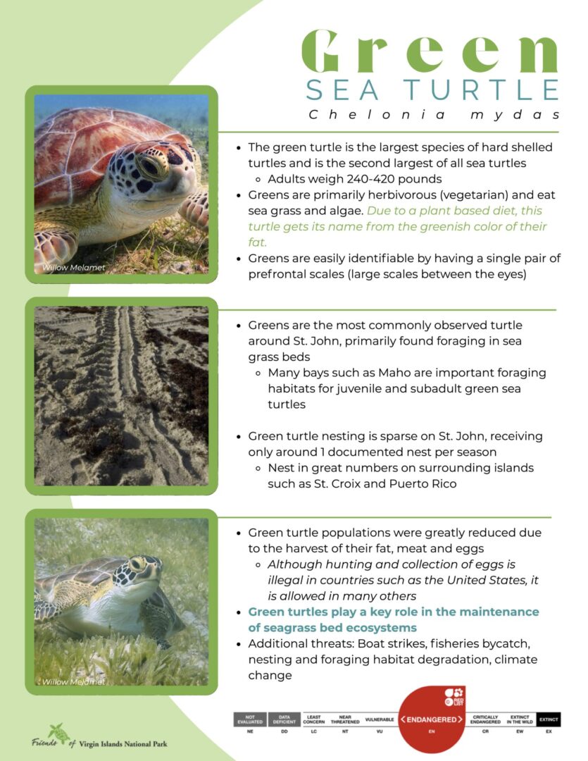 GREEN sea turtle (1)