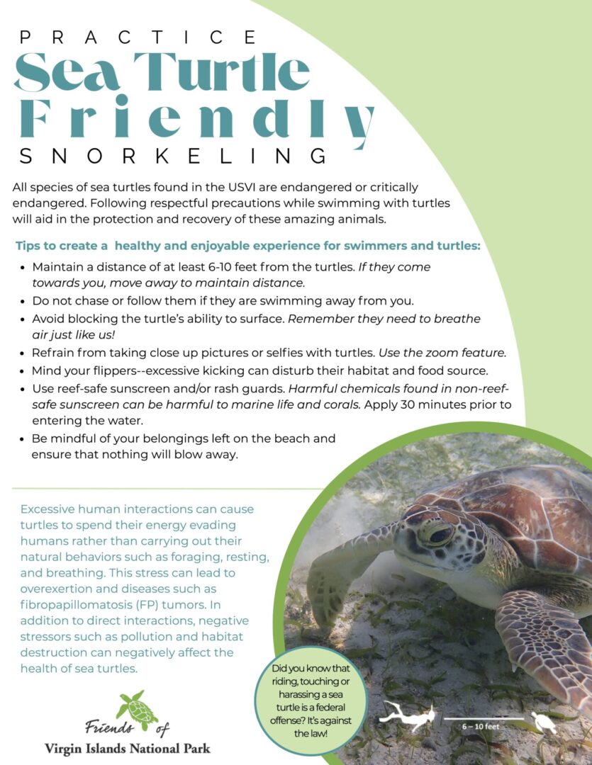 Practice sea turtle friendly snorkeling (3)