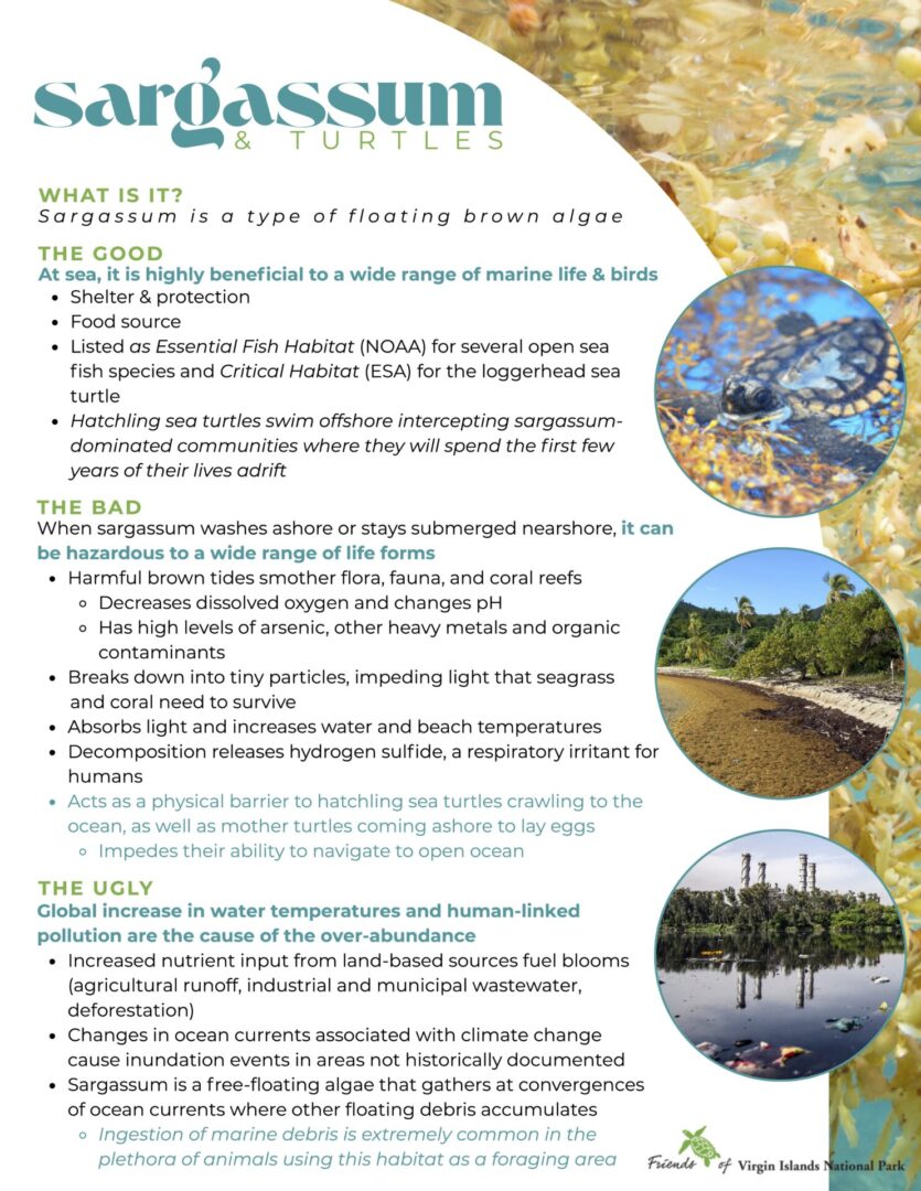 sargassum and sea turtles (1)