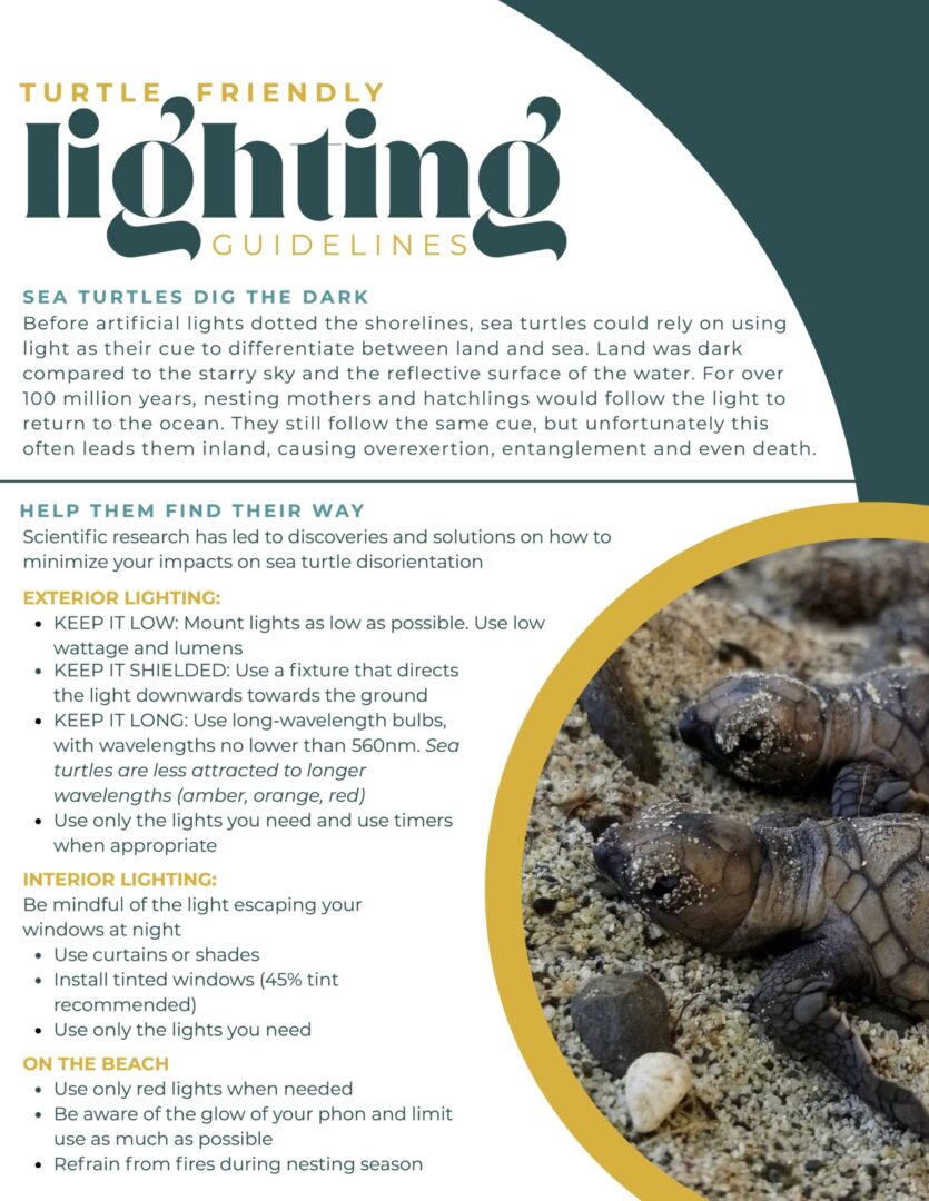 turtle friendly lighting