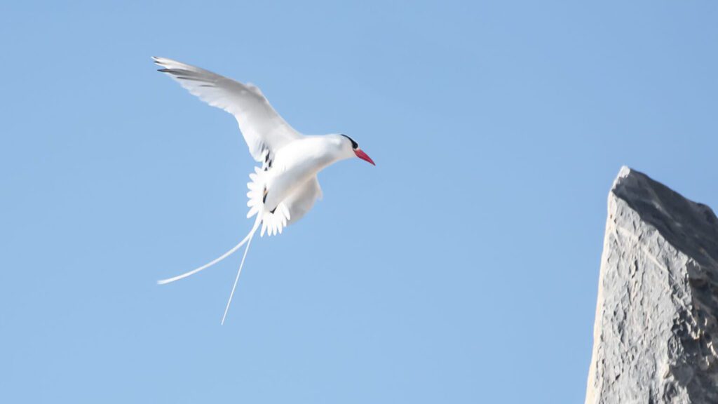 VIS-Jan-2026-Photo-1-Red-billed-tropicbird-DSC_0915-1536x1183