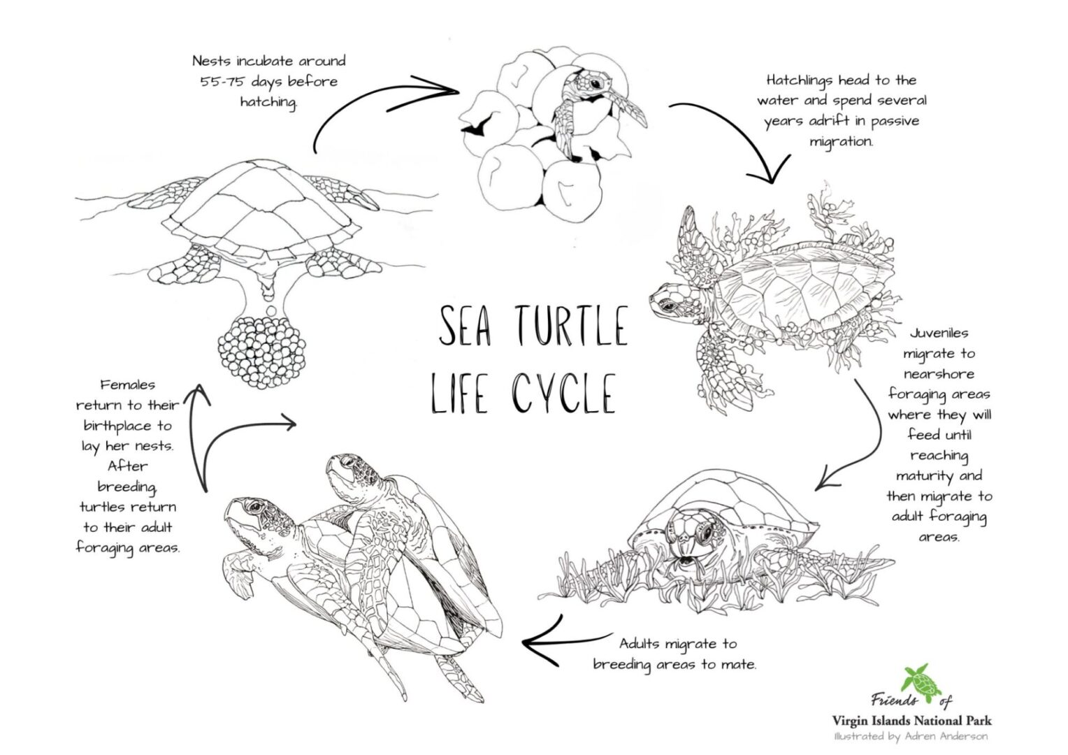 sea turtle lifecycle